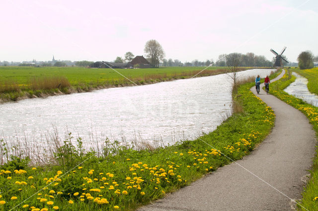 Paardenbloem (Taraxacum spec.)