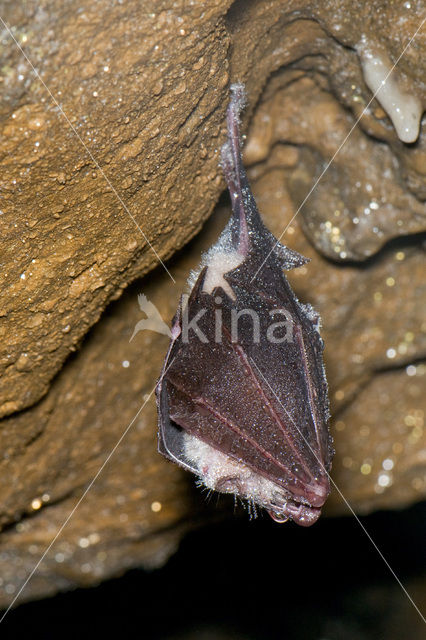 Paarse hoefijzerneus (Rhinolophus euryale)