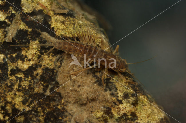 Paraleptophlebia submarginata