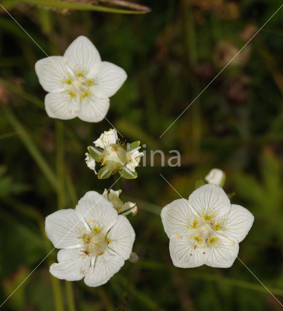 Northern Grass-of-parnassus (Parnassia palustris)