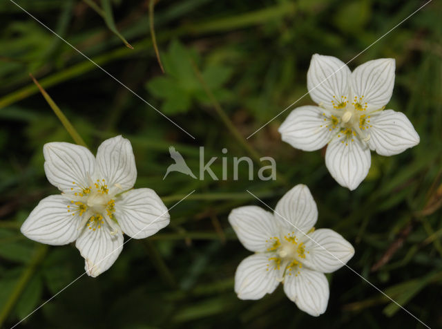 Northern Grass-of-parnassus (Parnassia palustris)