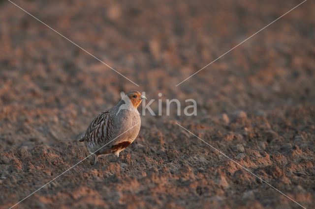 Grey Partridge (Perdix perdix)