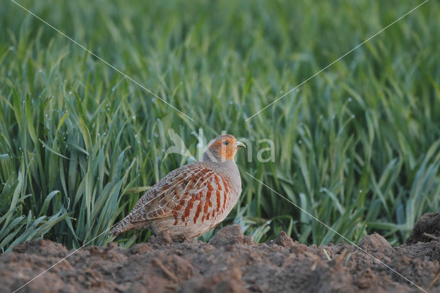 Grey Partridge (Perdix perdix)