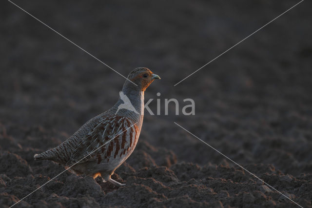 Grey Partridge (Perdix perdix)