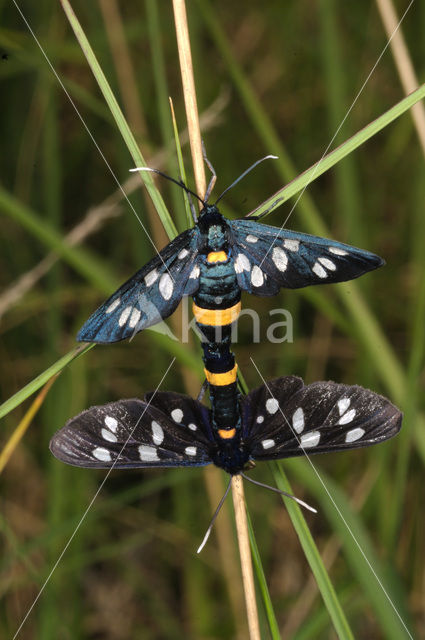 Nine-spotted Moth (Amata phegea)