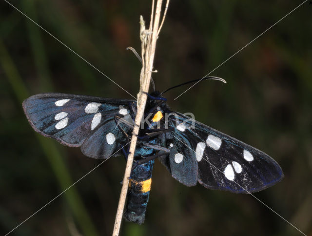 Nine-spotted Moth (Amata phegea)