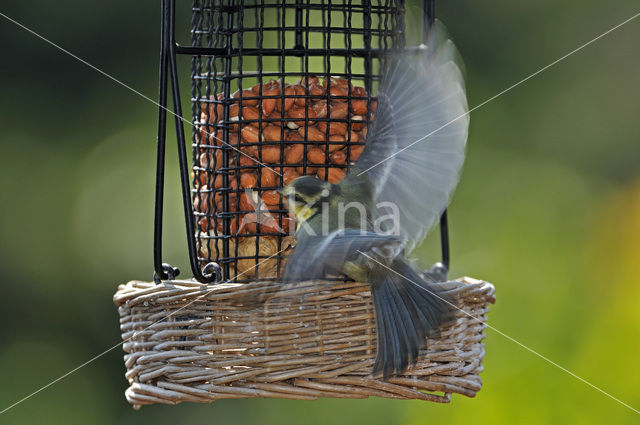 Blue Tit (Parus caeruleus)