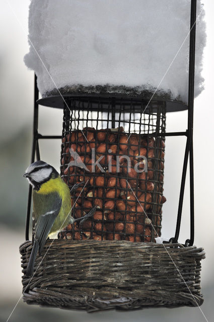 Blue Tit (Parus caeruleus)