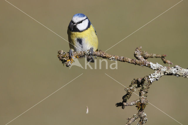 Blue Tit (Parus caeruleus)