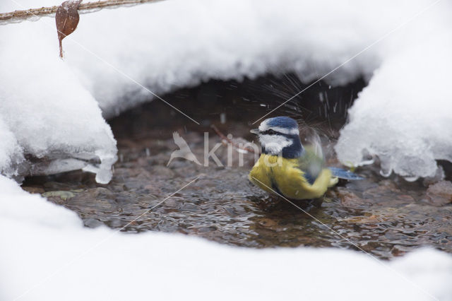 Pimpelmees (Parus caeruleus)