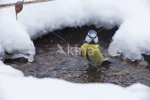 Pimpelmees (Parus caeruleus)