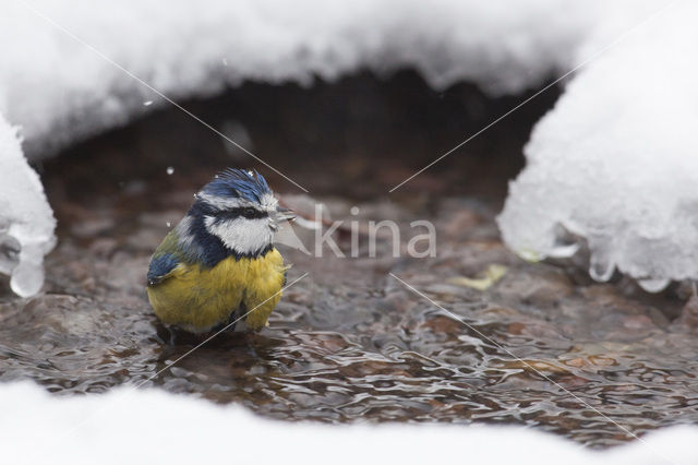 Pimpelmees (Parus caeruleus)