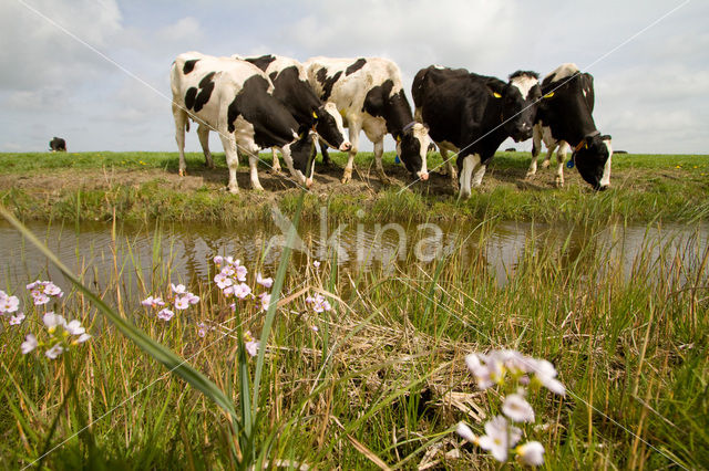 Pinksterbloem (Cardamine pratensis)