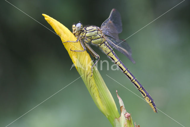 Dragonfly (Gomphus pulchellus)