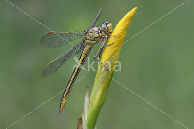 Dragonfly (Gomphus pulchellus)