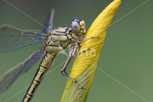 Plasrombout (Gomphus pulchellus)