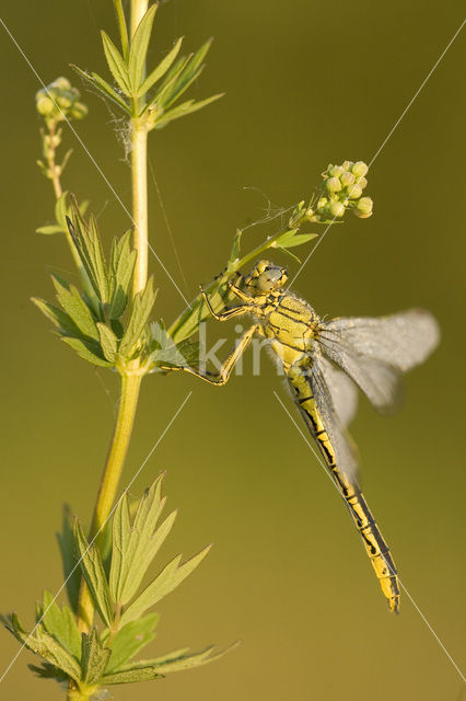 Plasrombout (Gomphus pulchellus)