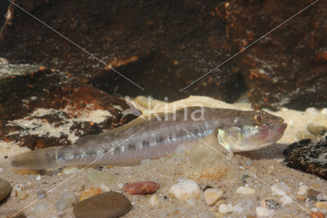 Pontische stroomgrondel (Neogobius fluviatilis)