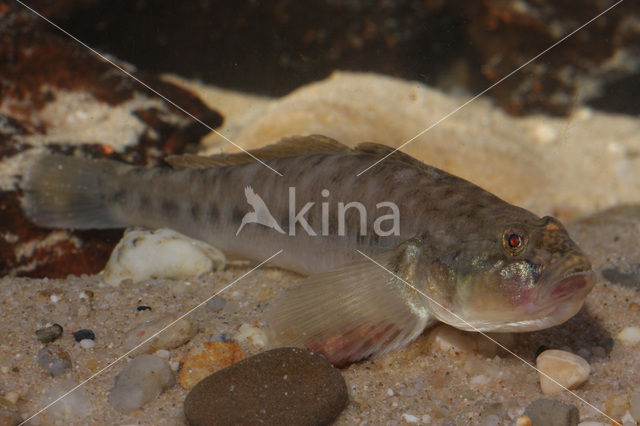 Pontische stroomgrondel (Neogobius fluviatilis)