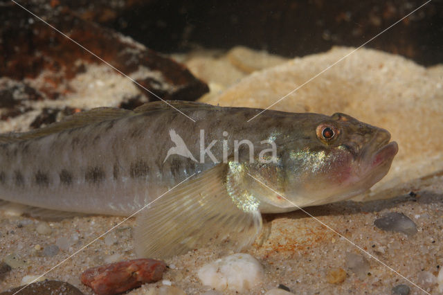 Pontische stroomgrondel (Neogobius fluviatilis)