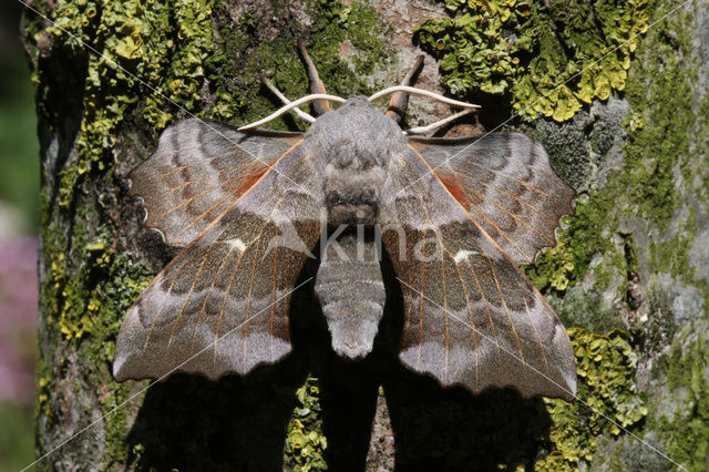 Poplar Hawk-moth (Laothoe populi)