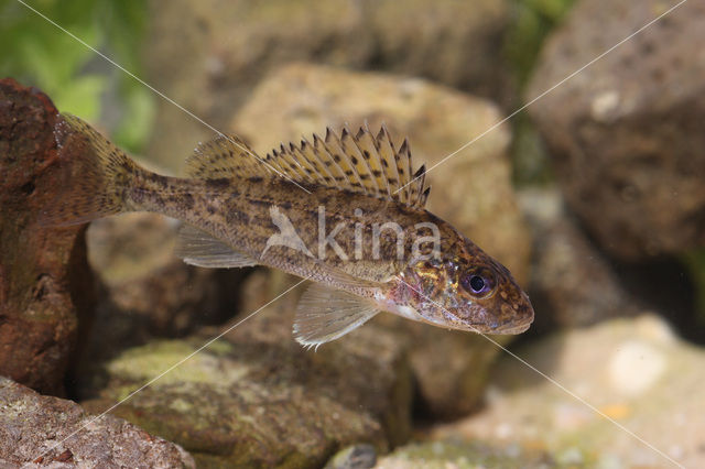 Ruffe (Gymnocephalus cernua)