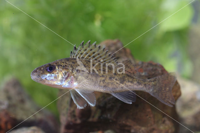 Ruffe (Gymnocephalus cernua)