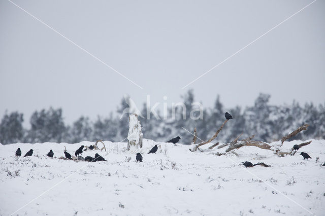 Raaf (Corvus corax)