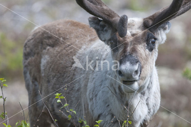 Rendier (Rangifer tarandus)