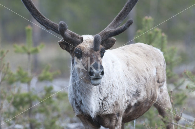 Rendier (Rangifer tarandus)