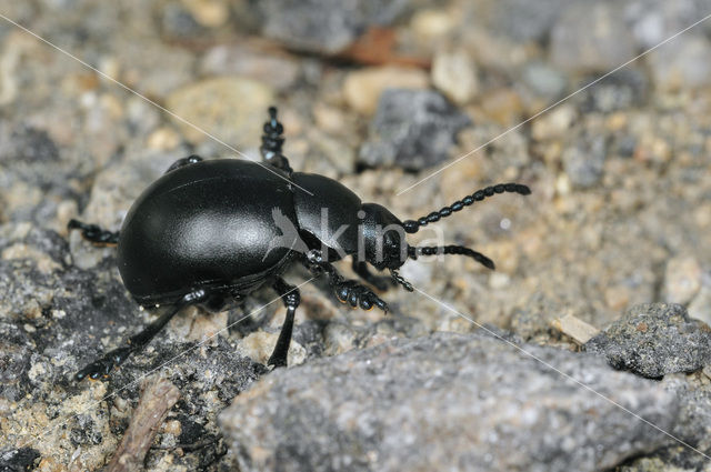 Timarcha tenebricosa