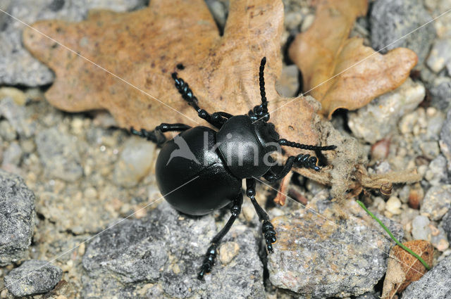 Reuzengoudhaan (Timarcha tenebricosa)