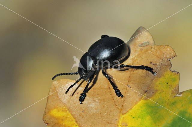 Reuzengoudhaan (Timarcha tenebricosa)