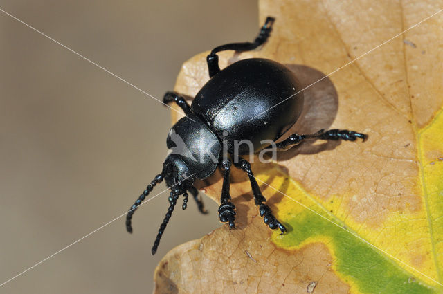 Timarcha tenebricosa