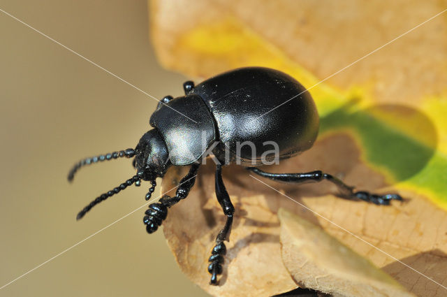 Reuzengoudhaan (Timarcha tenebricosa)