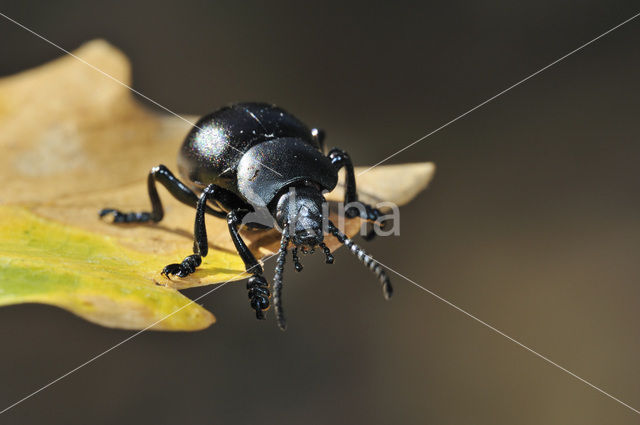 Reuzengoudhaan (Timarcha tenebricosa)