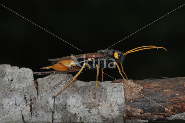 banded horntail