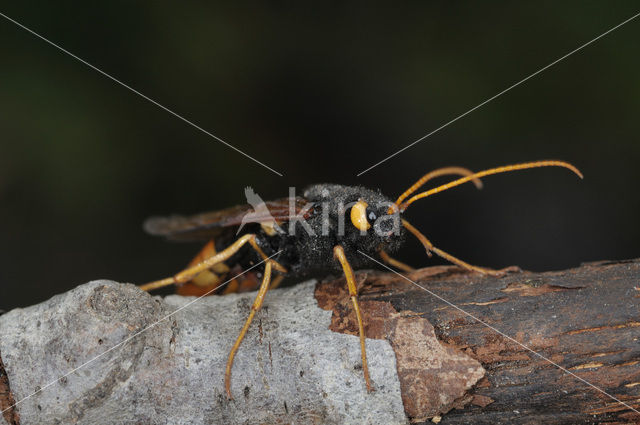 banded horntail