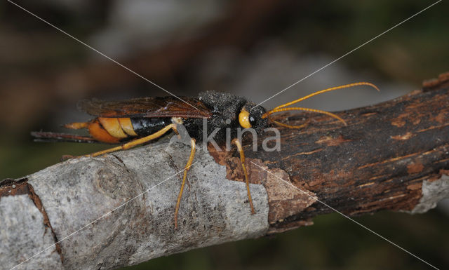 banded horntail