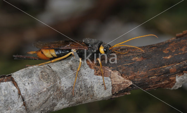 Reuzenhoutwesp (Urocerus gigas)