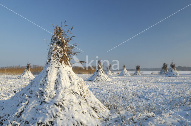 Riet (Phragmites australis)