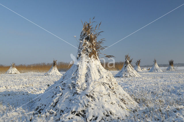 Riet (Phragmites australis)