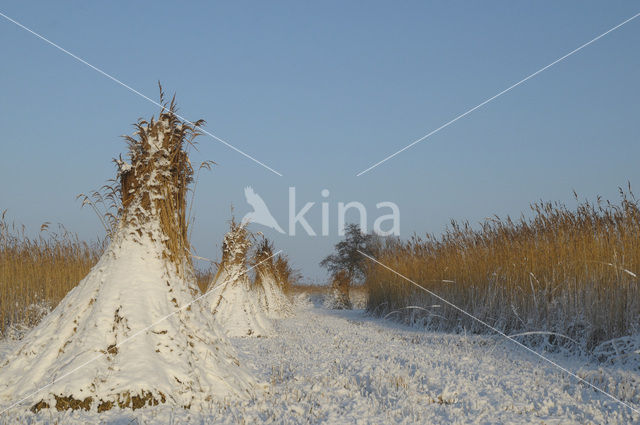 Riet (Phragmites australis)