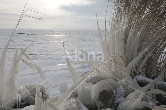 Riet (Phragmites australis)