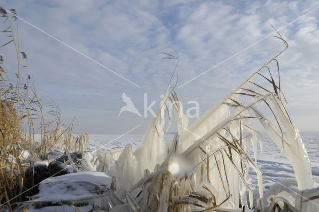 Riet (Phragmites australis)