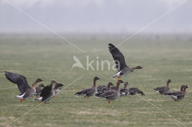 Bean Goose (Anser fabalis)