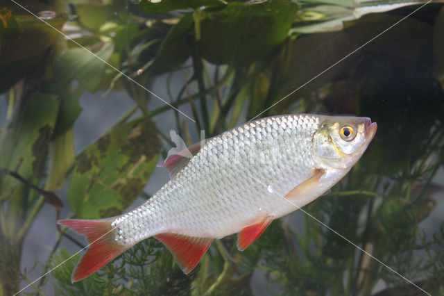 Common rudd (Scardinius erythrophthalmus)