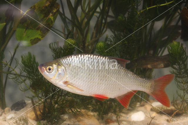 Common rudd (Scardinius erythrophthalmus)
