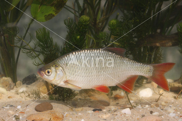 Common rudd (Scardinius erythrophthalmus)