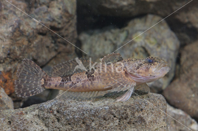 Rivierdonderpad (Cottus perifretum )